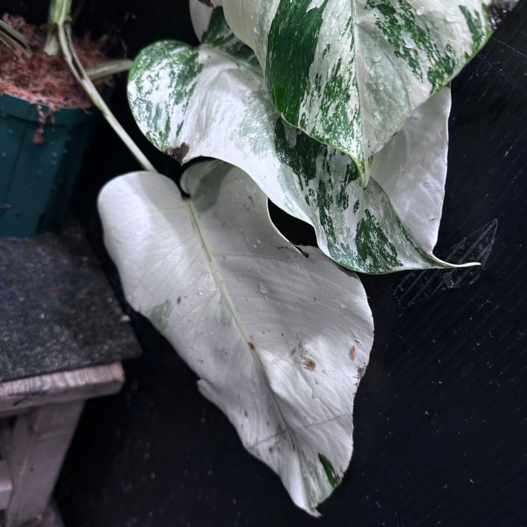 K*a様 斑入りモンステラ ホワイトタイガー極美大株54cm白斑多