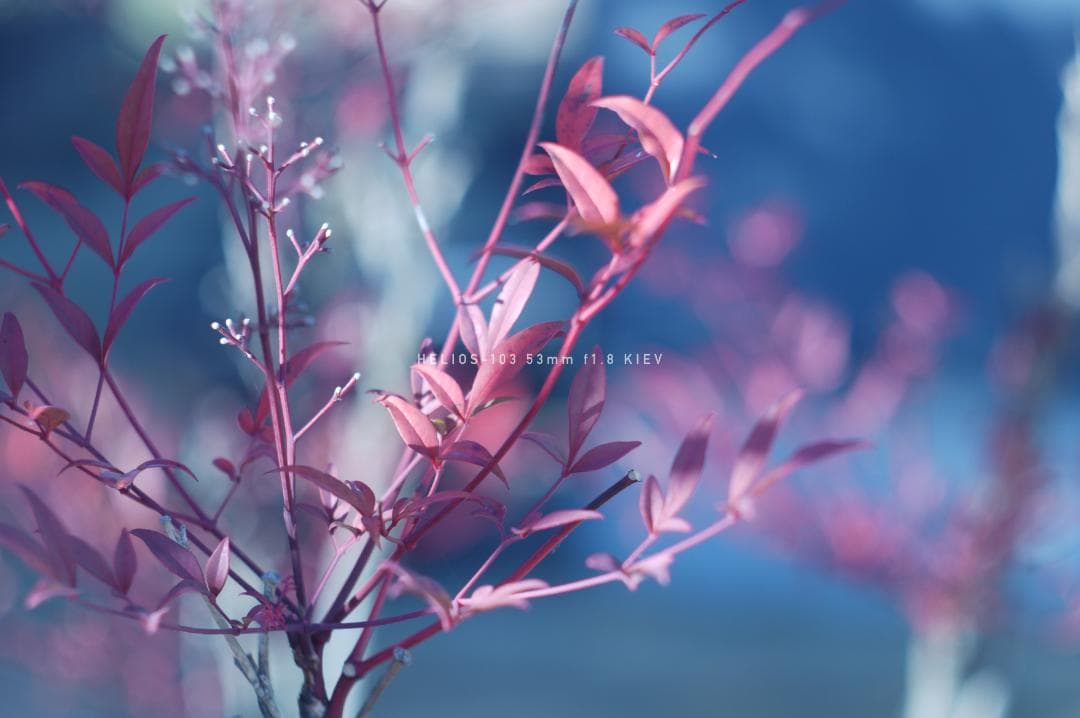 HELIOS-103 53mm F1.8 キエフ M42マウント改造レンズ