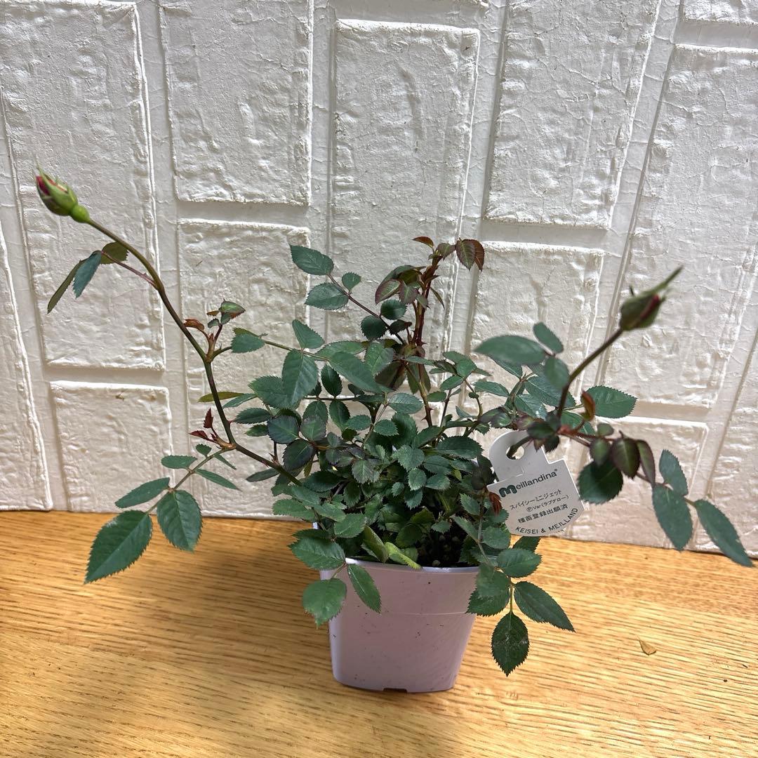 ako325ラナンキュラスラックス♡イカロス他計8点♡メルカリ便