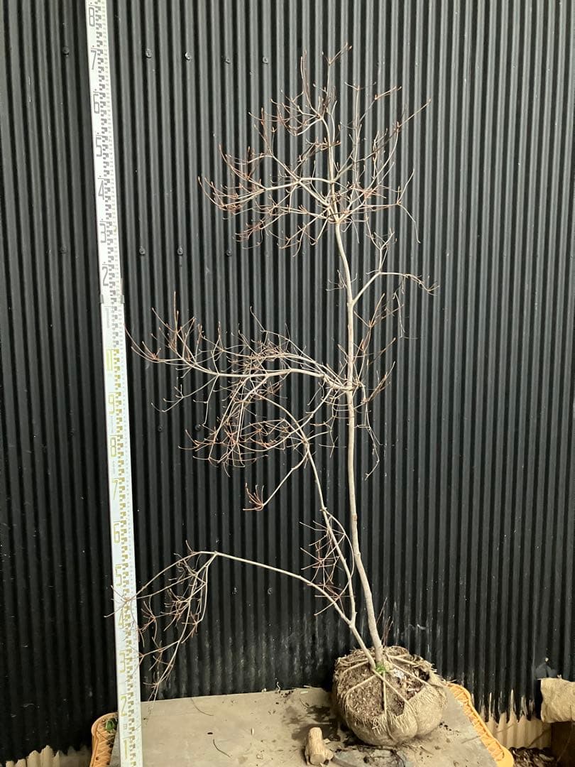 山採り　ドウダンツツジ　p