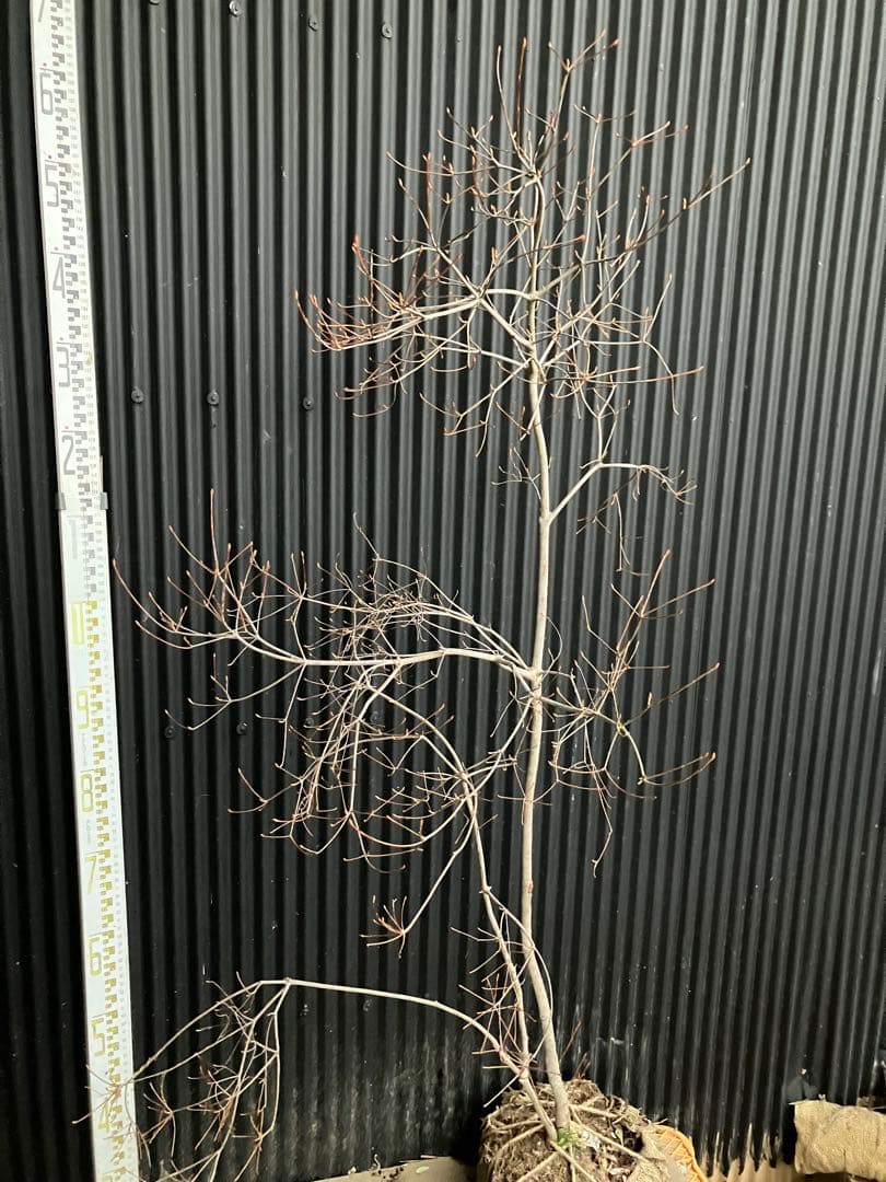 山採り　ドウダンツツジ　p