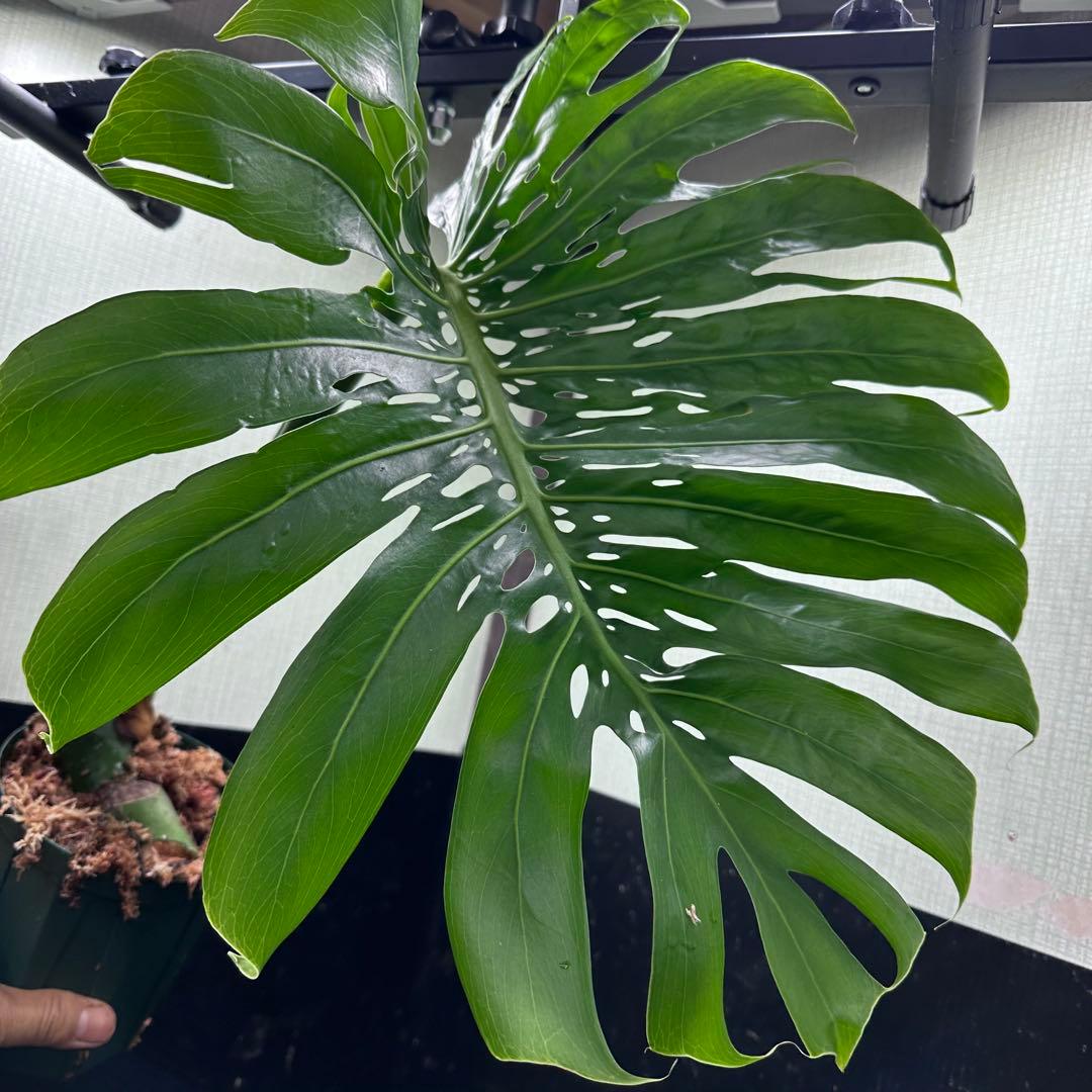 k*u様 モンステラデリシオーサマクロコズム超希少系統鉢植え