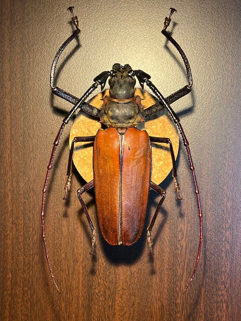 アルミラトゥス カミキリ標本