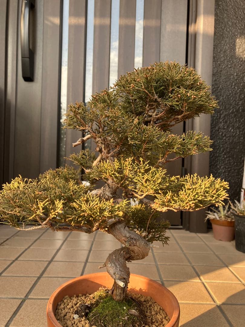 ◉真柏糸魚川　模様木　極上品　大特価！早いもの勝ち