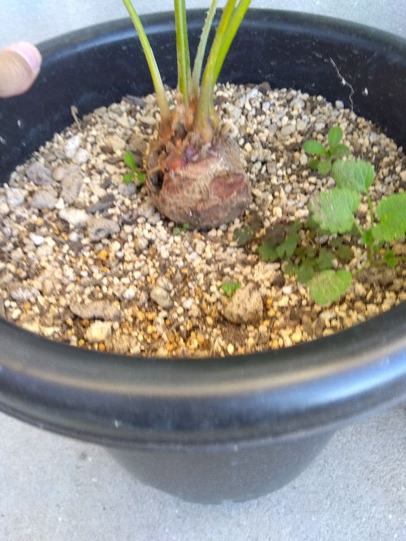 サイカス　タイシルバー　大株2株セット