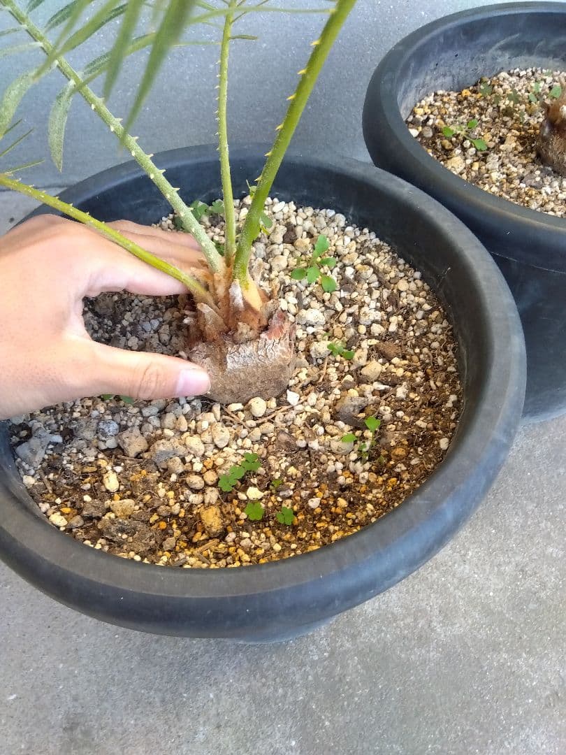 サイカス　タイシルバー　大株2株セット