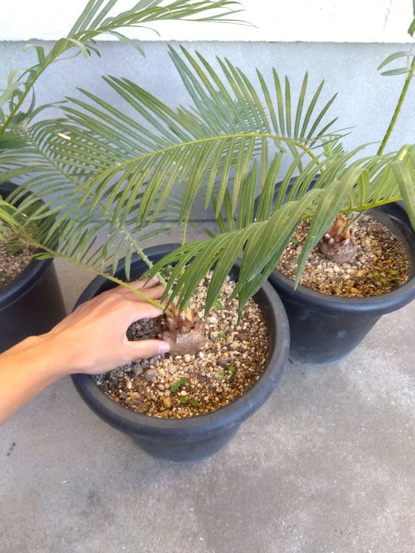 サイカス　タイシルバー　大株2株セット