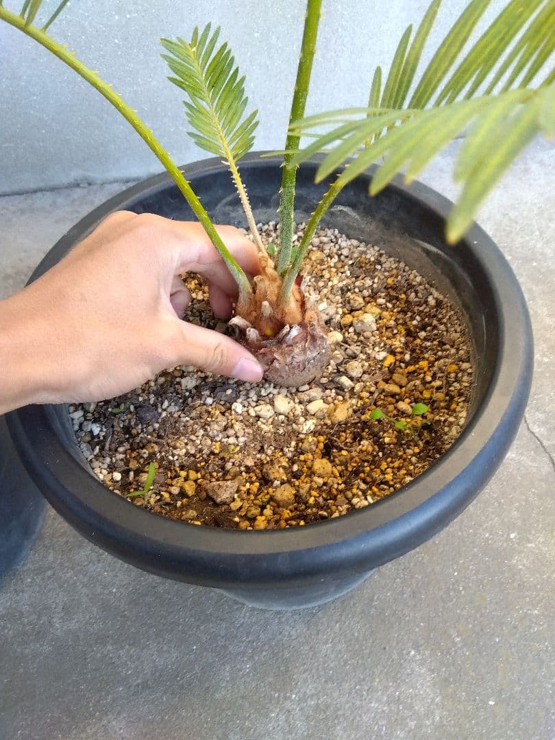 サイカス　タイシルバー　大株2株セット